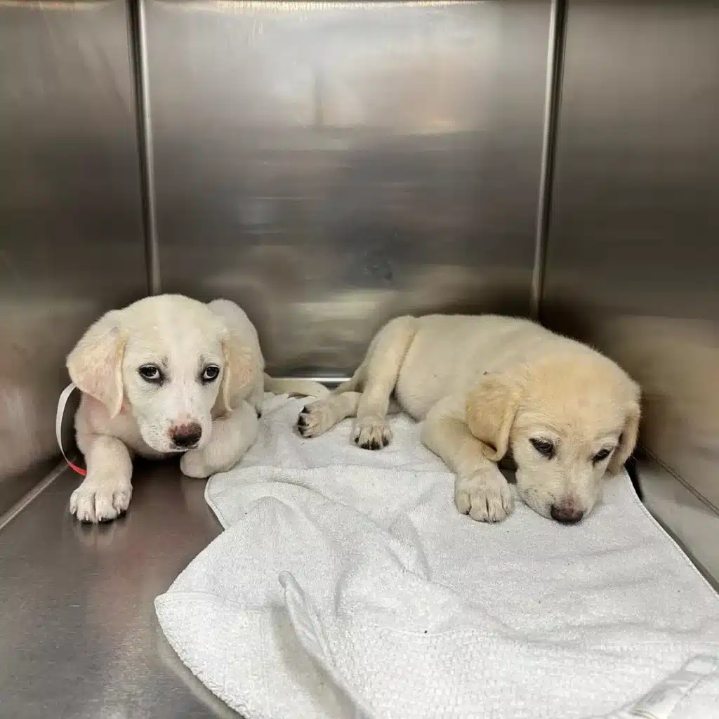 Due cuccioli di labrador sono stati gettati da un’auto in corsa in un ruscello a brewster, new york. I piccoli, spaventati e aggrappati alla vita, sono stati salvati grazie all'intervento di un buon samaritano. La scena del salvataggio
i due cuccioli, successivamente chiamati tucker e charlotte, stavano lottando per sopravvivere nel ruscello quando sono stati trovati dai soccorritori dello special needs animal rescue & rehabilitation northeast (snarr). Dopo una chiamata di emergenza, i soccorritori hanno descritto la situazione come una delle più difficili mai affrontate: “questi due cuccioli innocenti hanno sopportato una crudeltà inimmaginabile”. L'eroico salvataggio
un passante ha notato i due cuccioli nel ruscello e, senza esitare, li ha recuperati portandoli immediatamente al quartier generale della snarr. I cuccioli erano esausti, bagnati e spaventati, ma grazie all'intervento tempestivo sono stati salvati in tempo. Gli esami medici hanno confermato che i piccoli avevano acqua nei polmoni e varie abrasioni su tutto il corpo. Un futuro luminoso
nonostante le gravi condizioni iniziali, tucker e charlotte hanno iniziato a mostrare segni di miglioramento grazie alle cure e all’amore ricevuti. Ora trascorrono le loro giornate in una casa affidataria, coccolandosi su letti caldi e giocando. Anche se ancora spaventati dai rumori forti, stanno imparando a sentirsi al sicuro grazie all’affetto della loro mamma affidataria. La snarr ha condiviso un messaggio di speranza sui social: “queste anime fragili sono incredibilmente fortunate a essere vive. Grazie a un compassionevole buon samaritano, ora hanno una possibilità di vivere una loro vita”. Ti ha toccato questa storia? Come pensi che possiamo prevenire simili crudeltà verso gli animali in futuro?