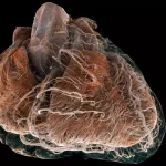 Nato un nuovo atlante 3d del cuore umano %nato un nuovo atlante 3d del cuore umanocount(title)% Nato un nuovo atlante 3d del cuore umano