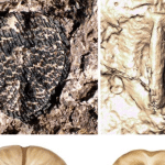 La scomparsa dei dinosauri ha aiutato la diffusione dell'uva