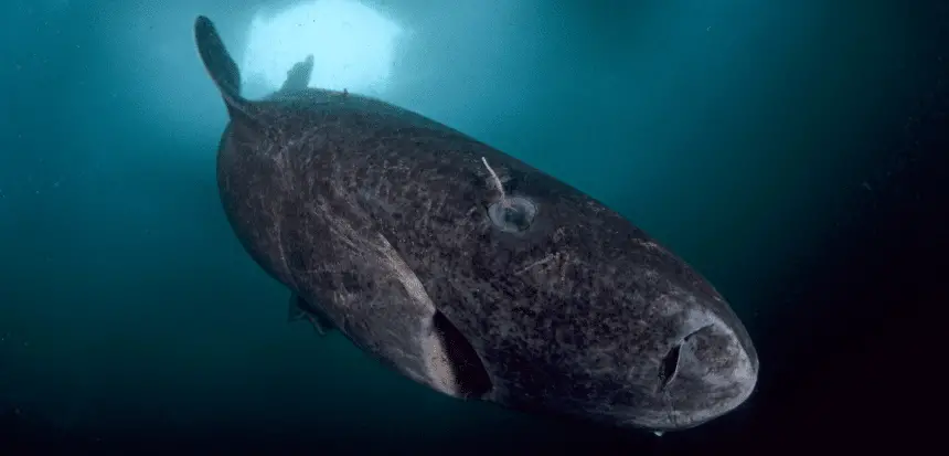 Squali della groenlandia