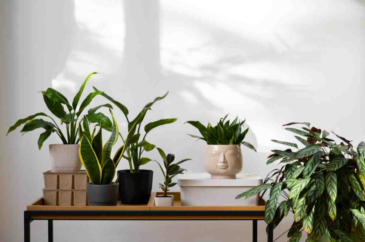 Plantionics: il sensore che legge lo stress delle piante senza ferirle %plantionics: il sensore che legge lo stress delle piante senza ferirlecount(title)% Foglie e vegetazione, immagine illustrativa