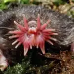 Gli animali più strani mai scoperti %gli animali più strani mai scoperticount(title)% Gli animali più strani mai scoperti