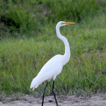Perché l'airone è uno degli uccelli più affascinanti e intelligenti della natura! %perché l'airone è uno degli uccelli più affascinanti e intelligenti della natura! Count(title)% Perché l'airone è uno degli uccelli più affascinanti e intelligenti della natura!
