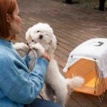 Il cane: le migliori 5 tecniche per addestrarlo