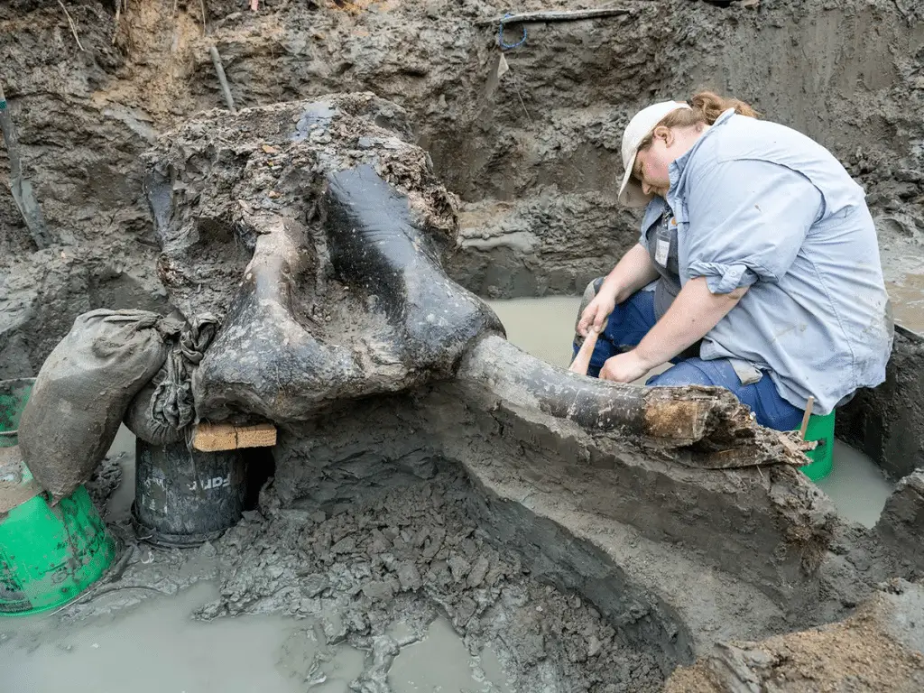 Mastodon: 13,600-year-old specimen found in Iowa