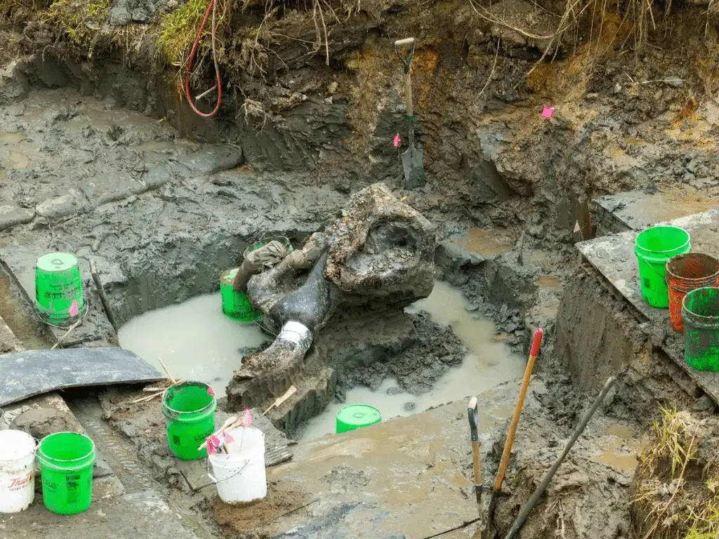 Mastodon: 13,600-year-old specimen found in Iowa