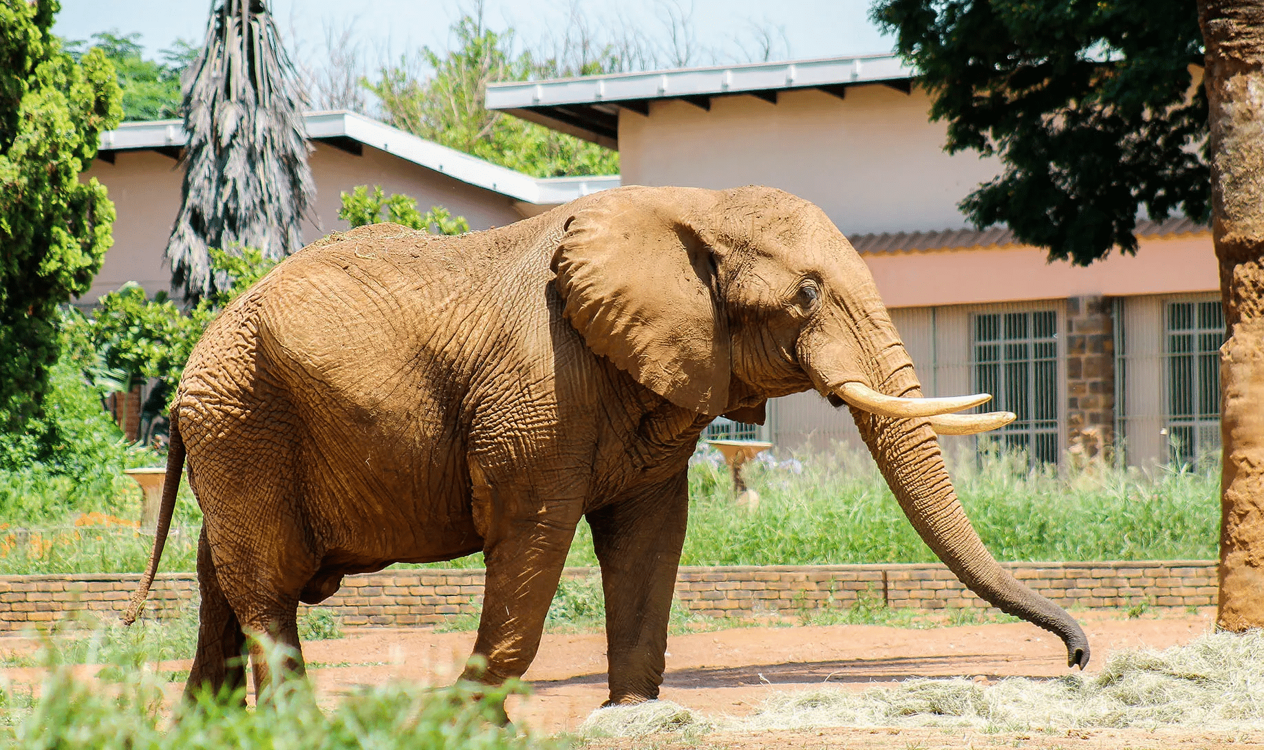 Charlie l'elefante