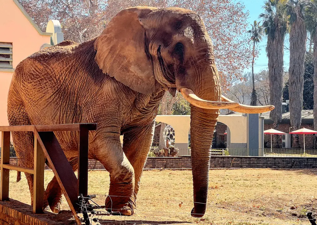 Charlie l'elefante: libero dopo 40 anni di cattività