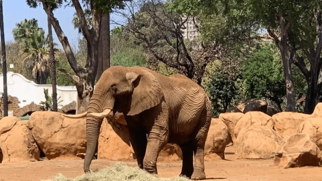 Charlie l'elefante: libero dopo 40 anni di cattività