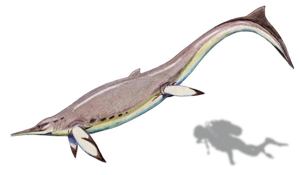 Besanosauri