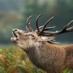 Il bramito dei cervi: quando la natura si fa sentire %il bramito dei cervi: quando la natura si fa sentirecount(title)% Il bramito dei cervi: quando la natura si fa sentire