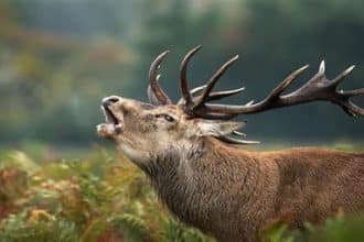 Corteggiamento dei cervi: il bramito che segna settembre