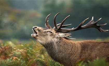 Corteggiamento dei cervi: il bramito che segna settembre