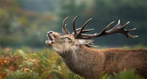 Corteggiamento dei cervi: il bramito che segna settembre