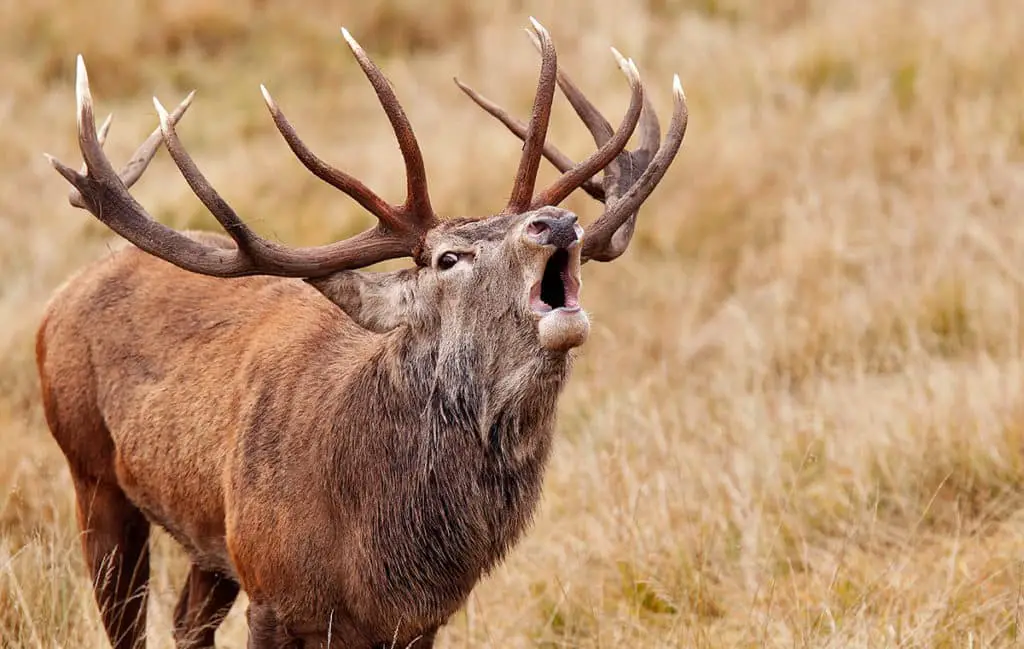 Il bramito dei cervi: quando la natura si fa sentire