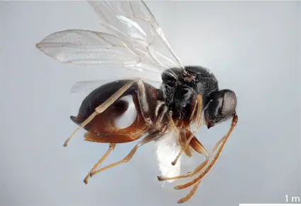 Vespe parassite