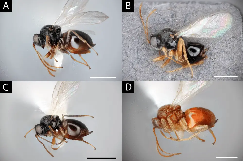 Vespe parassite: scoperte ben 22 nuove specie