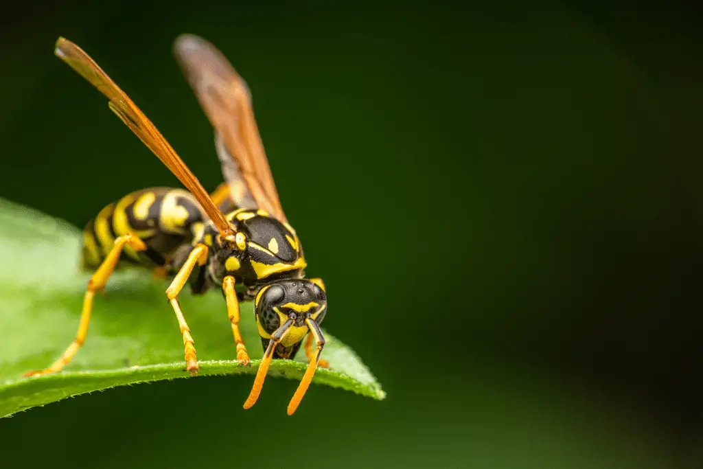 Parasitic Wasps: 22 New Species Discovered