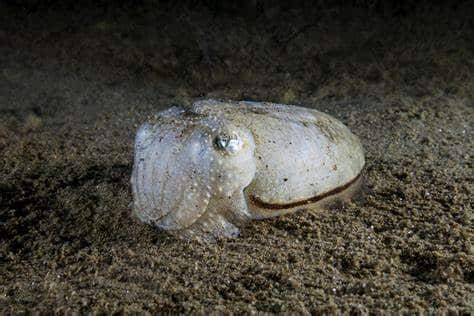 Cuttlefish