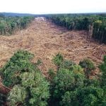 Foreste europee: il prezzo del legname può frenare le latifoglie? %foreste europee: il prezzo del legname può frenare le latifoglie? Count(title)% Foreste europee: il prezzo del legname può frenare le latifoglie?