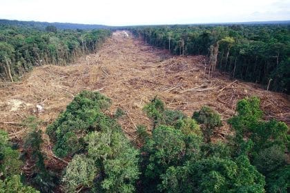 Ue: rinviata legge sulla lotta alla deforestazione