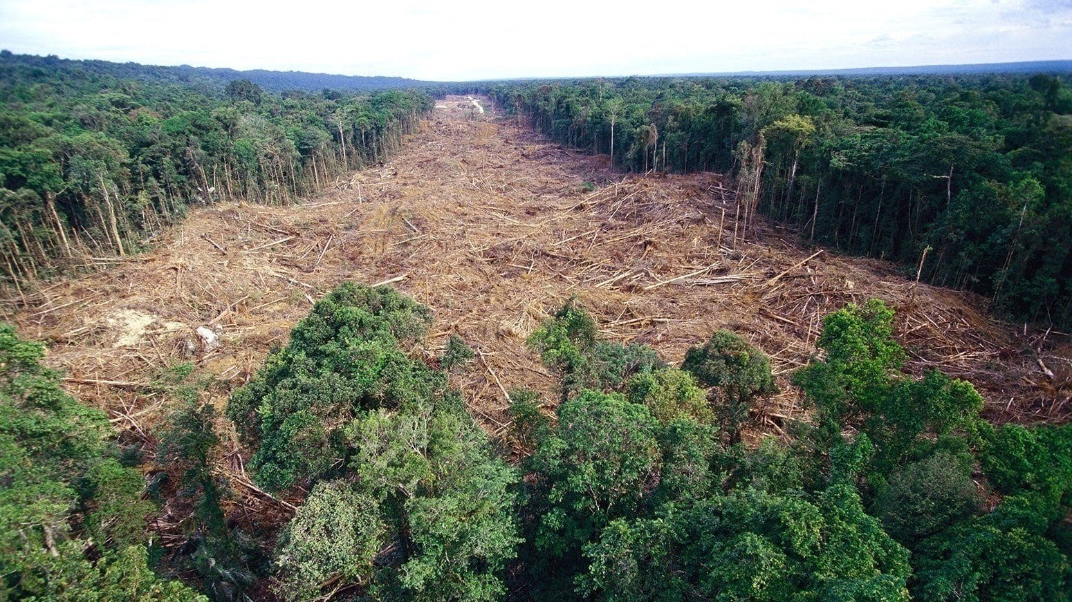 Foreste
