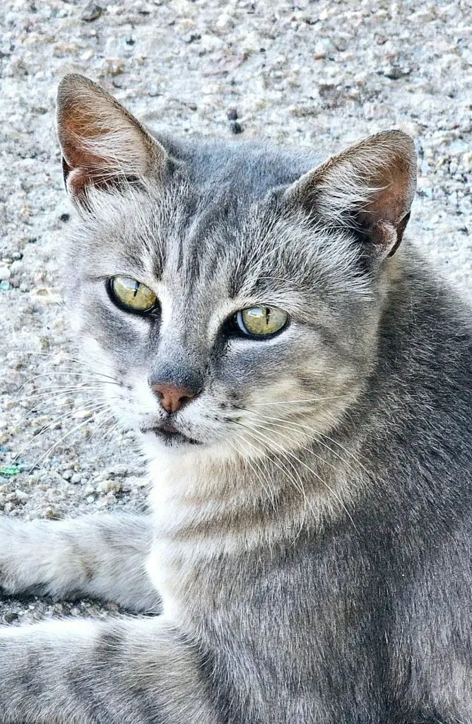 Dumandona, gatta mascotte di golfo aranci, investita e uccisa da un turista scappato senza soccorrerla 