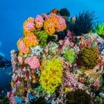 Biodiversità marina: più pesci non significa mare più sano