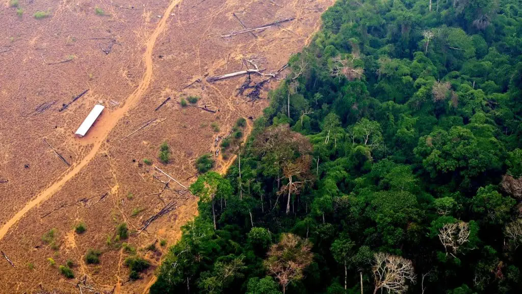 Ue: rinviata legge sulla lotta alla deforestazione