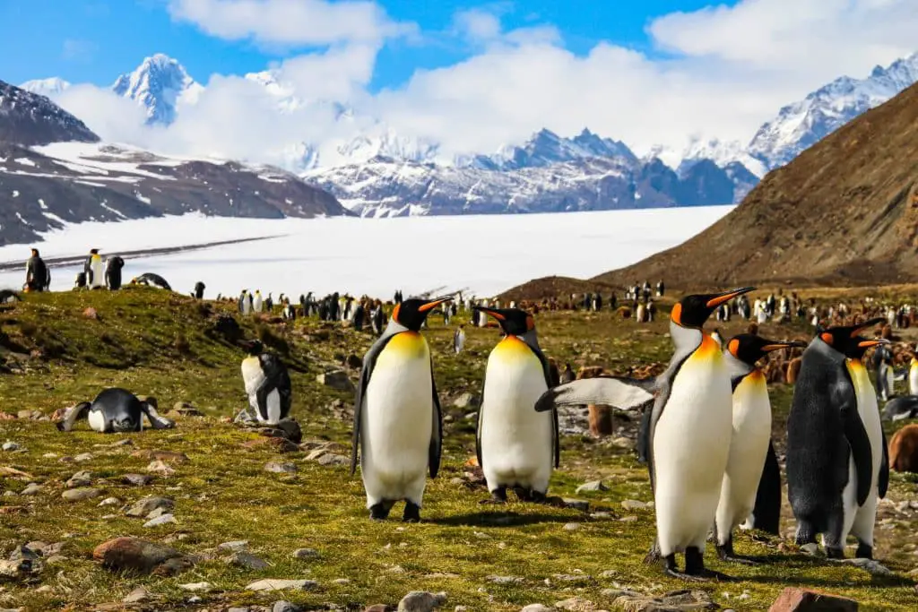 Penisola antartica sempre meno bianca, ma sempre più verde (purtroppo)