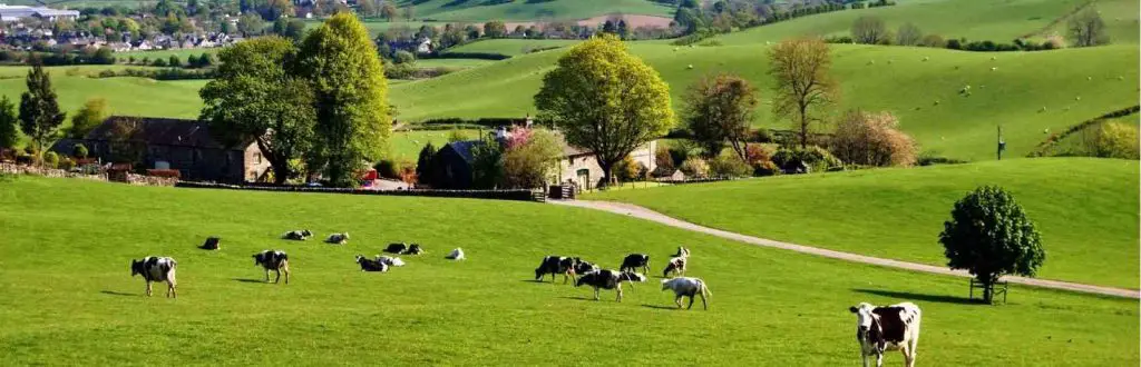 Methane emissions on dairy farms are more than previously thought