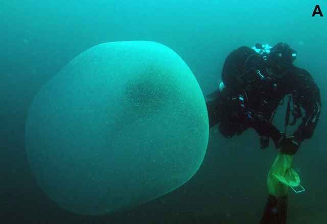 Coperta straordinaria sotto il fondale marino