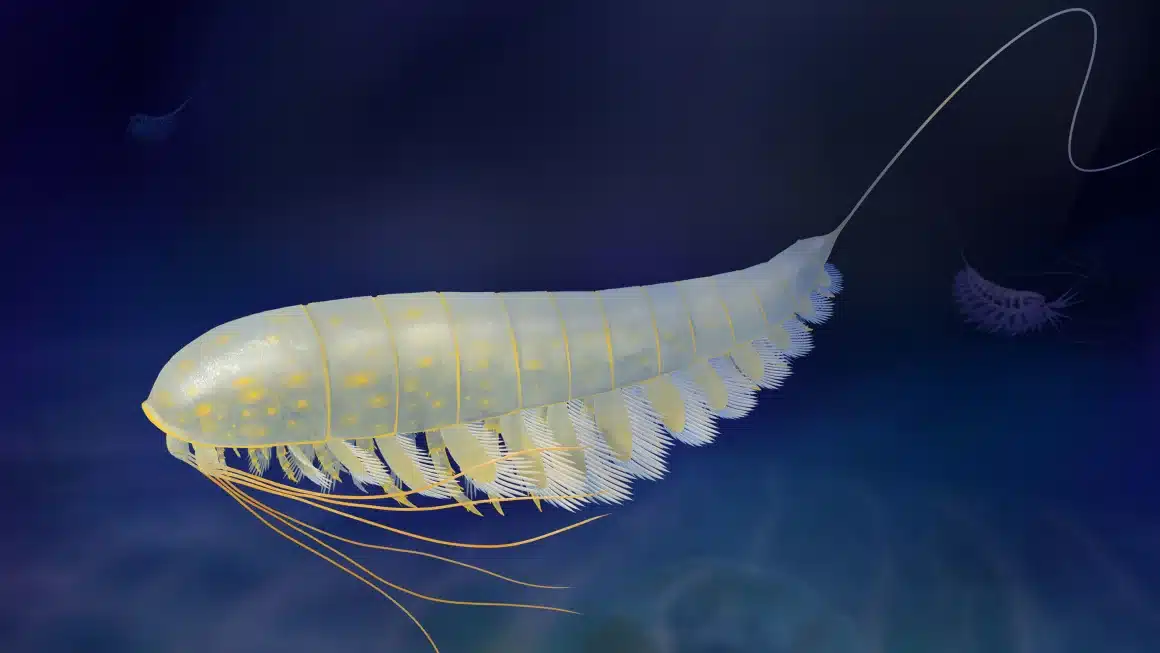 Dongoconodon: il mammifero del cretaceo che cambiava più volte i denti %dongoconodon: il mammifero del cretaceo che cambiava più volte i denticount(title)% Resti fossili, immagine illustrativa