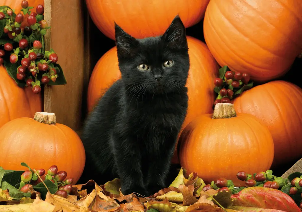 Halloween: 5 credenze più radicate e loro origini