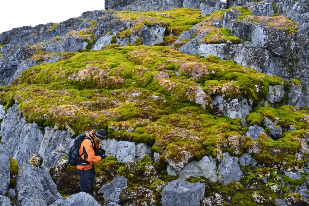 Penisola antartica sempre meno bianca, ma sempre più verde (purtroppo)