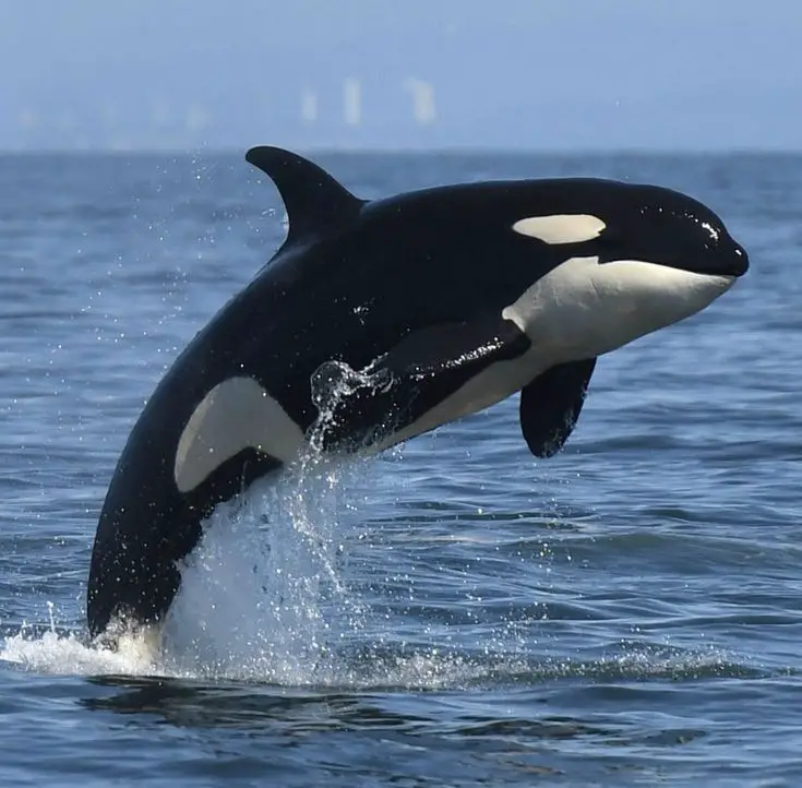 Orca