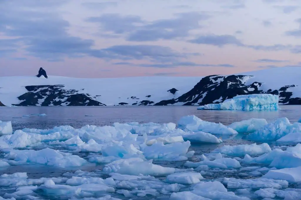 Penisola antartica sempre meno bianca, ma sempre più verde (purtroppo)