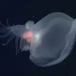 Bathydevius caudactylus: la nuova lumaca di mare che brilla nelle profondità dell'oceano (cosa ci nasconde la zona di mezzanotte? )