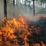 Fireloc: il sistema low-cost che rileva gli incendi boschivi in pochi secondi %fireloc: il sistema low-cost che rileva gli incendi boschivi in pochi secondicount(title)% Fireloc: il sistema low-cost che rileva gli incendi boschivi in pochi secondi