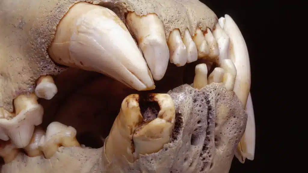 Leoni di tsavo il dna dei denti svela nuove prede