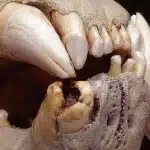 Leoni "mangia-uomini" di tsavo: il dna nei denti rivela nuove prede del passato %leoni "mangia-uomini" di tsavo: il dna nei denti rivela nuove prede del passatocount(title)% Leoni "mangia-uomini" di tsavo: il dna nei denti rivela nuove prede del passato