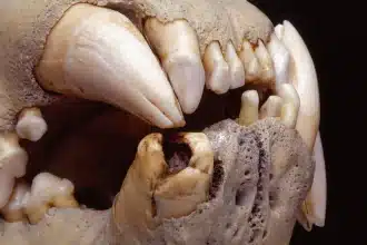 Leoni di tsavo il dna dei denti svela nuove prede