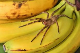 Ragno delle banane: un pericolo mortale nascosto tra la frutta