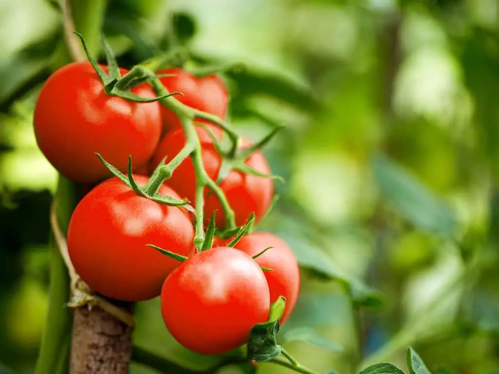 Le 5 verdure più nutrienti da cotte