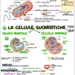 Atlante delle cellule: una svolta per comprendere meglio il corpo umano