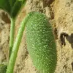 Il mistero del cetriolo esplosivo risolto: come spara i suoi semi
