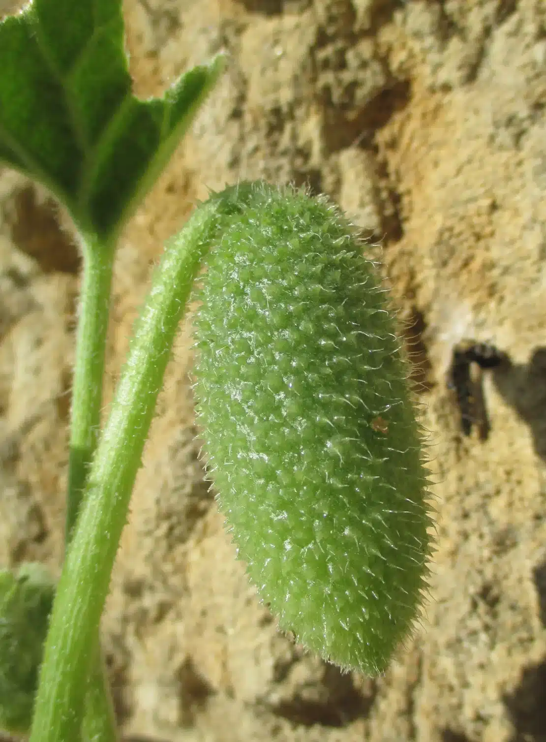 Cetriolo esplosivo