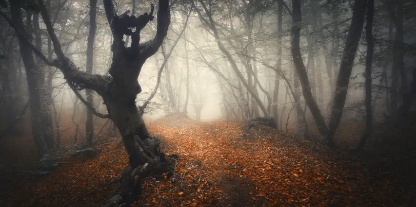 Foresta di hoia baciu