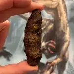 Norellraptor: il volo dei dinosauri si è evoluto più volte? %norellraptor: il volo dei dinosauri si è evoluto più volte? Count(title)% Norellraptor: il volo dei dinosauri si è evoluto più volte?