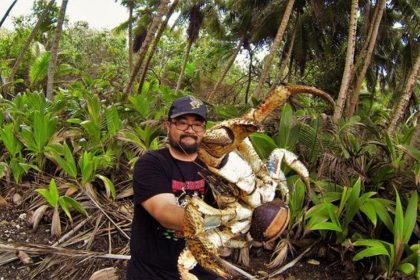 La forza del granchio del cocco può essere letale: un pericolo per l'uomo